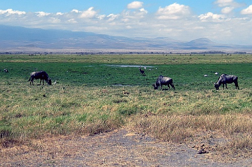 Kenia (161)